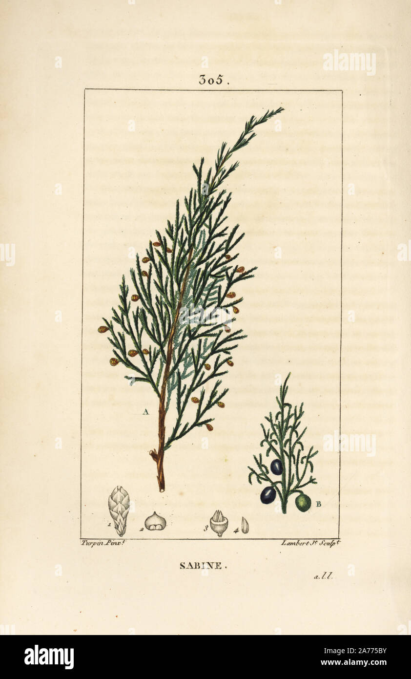 Savin Wacholder, Juniperus sabina, mit Berry, Blatt, Stiel und Saatgut. Papierkörbe Walze Kupferstich von Lambert Junior aus einer Zeichnung von Pierre Jean-Francois Turpin von Chaumeton, Poiret und Chamberet "La Flore Medicale", Paris, Panckoucke, 1830. Turpin (17751840) war eine der drei Giganten der Französischen botanische kunst der Ära neben Pierre Joseph Redoute und Pancrace Bessa. Stockfoto