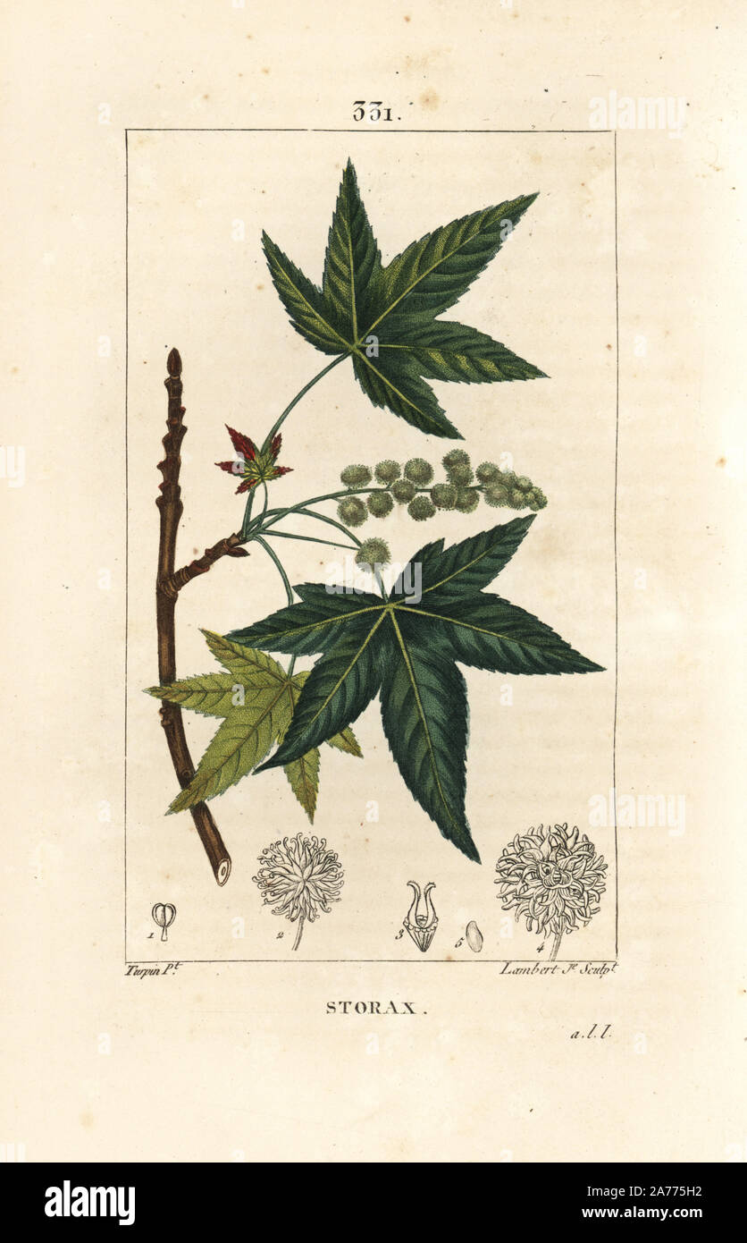 Storax oder flüssigem Bernstein, Liquidambar styraciflua. Papierkörbe Walze Kupferstich von Lambert Junior aus einer Zeichnung von Pierre Jean-Francois Turpin von Chaumeton, Poiret und Chamberet "La Flore Medicale", Paris, Panckoucke, 1830. Turpin (17751840) war eine der drei Giganten der Französischen botanische kunst der Ära neben Pierre Joseph Redoute und Pancrace Bessa. Stockfoto