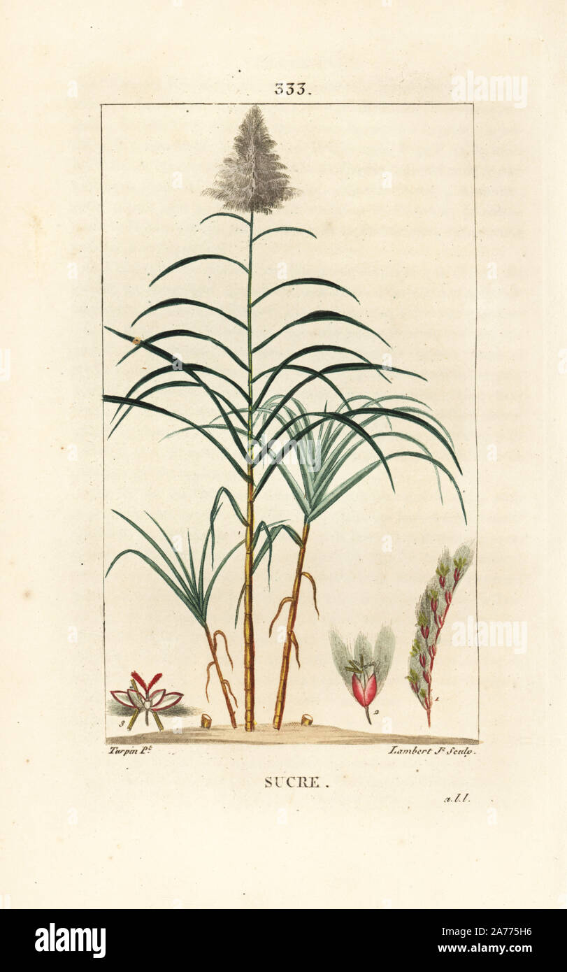 Zuckerrohr Saccharum officinarum. Papierkörbe Walze Kupferstich von Lambert Junior aus einer Zeichnung von Pierre Jean-Francois Turpin von Chaumeton, Poiret und Chamberet "La Flore Medicale", Paris, Panckoucke, 1830. Turpin (17751840) war eine der drei Giganten der Französischen botanische kunst der Ära neben Pierre Joseph Redoute und Pancrace Bessa. Stockfoto