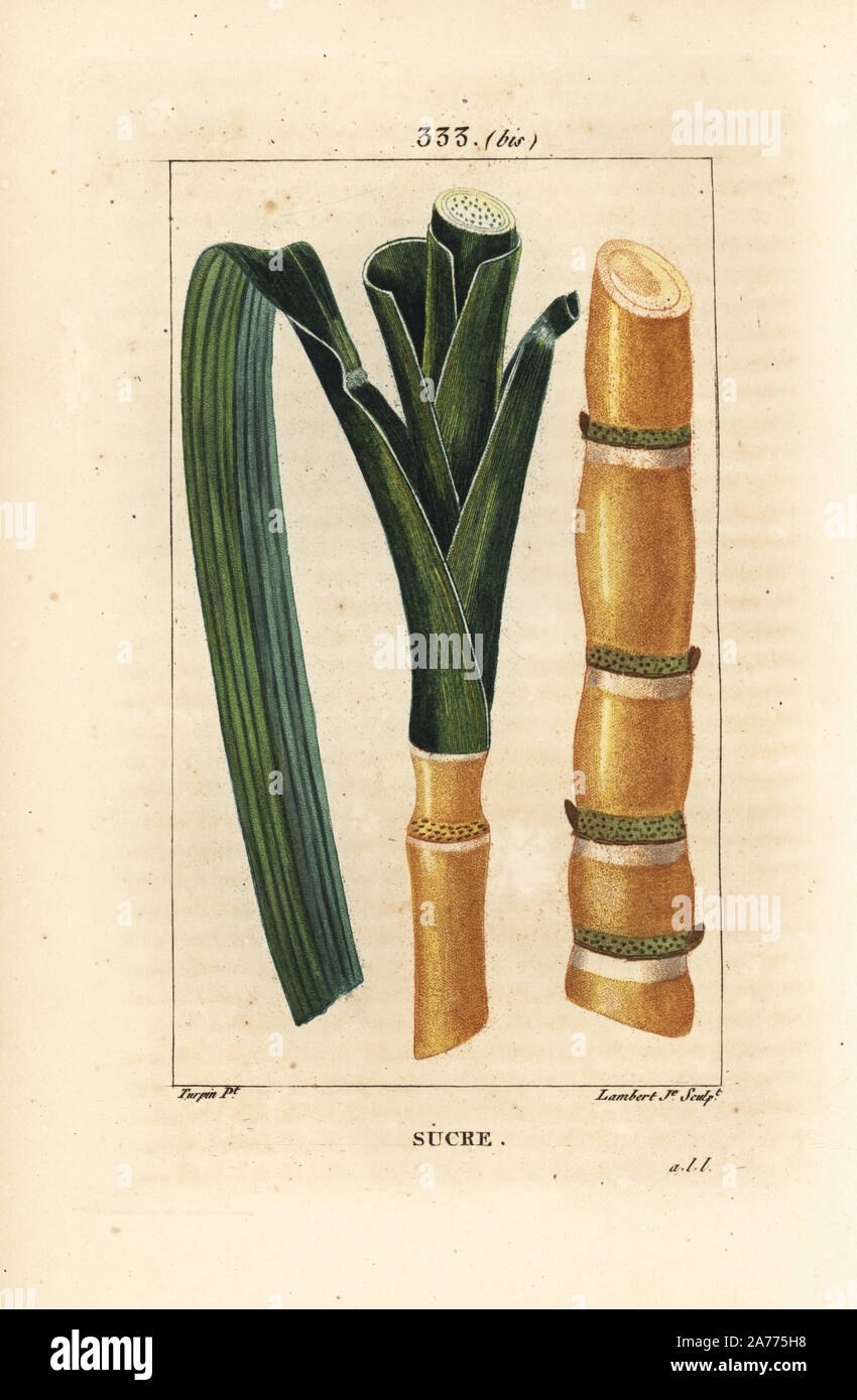 Zuckerrohr Saccharum officinarum, Stiel und Blatt. Papierkörbe Walze Kupferstich von Lambert Junior aus einer Zeichnung von Pierre Jean-Francois Turpin von Chaumeton, Poiret und Chamberet "La Flore Medicale", Paris, Panckoucke, 1830. Turpin (17751840) war eine der drei Giganten der Französischen botanische kunst der Ära neben Pierre Joseph Redoute und Pancrace Bessa. Stockfoto
