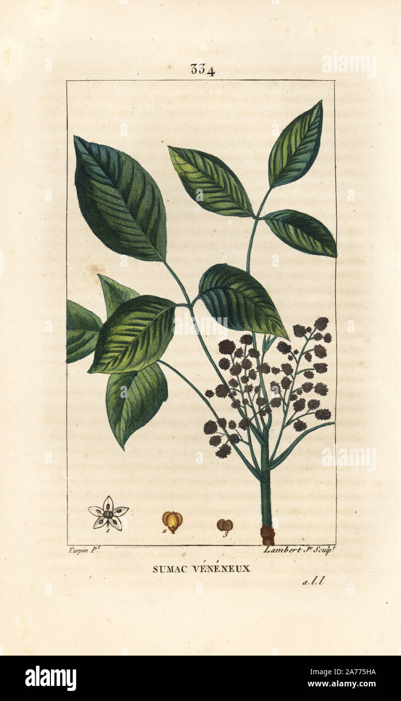 Giftsumach, Toxicodendron pubescens. Papierkörbe Walze Kupferstich von Lambert Junior aus einer Zeichnung von Pierre Jean-Francois Turpin von Chaumeton, Poiret und Chamberet "La Flore Medicale", Paris, Panckoucke, 1830. Turpin (17751840) war eine der drei Giganten der Französischen botanische kunst der Ära neben Pierre Joseph Redoute und Pancrace Bessa. Stockfoto