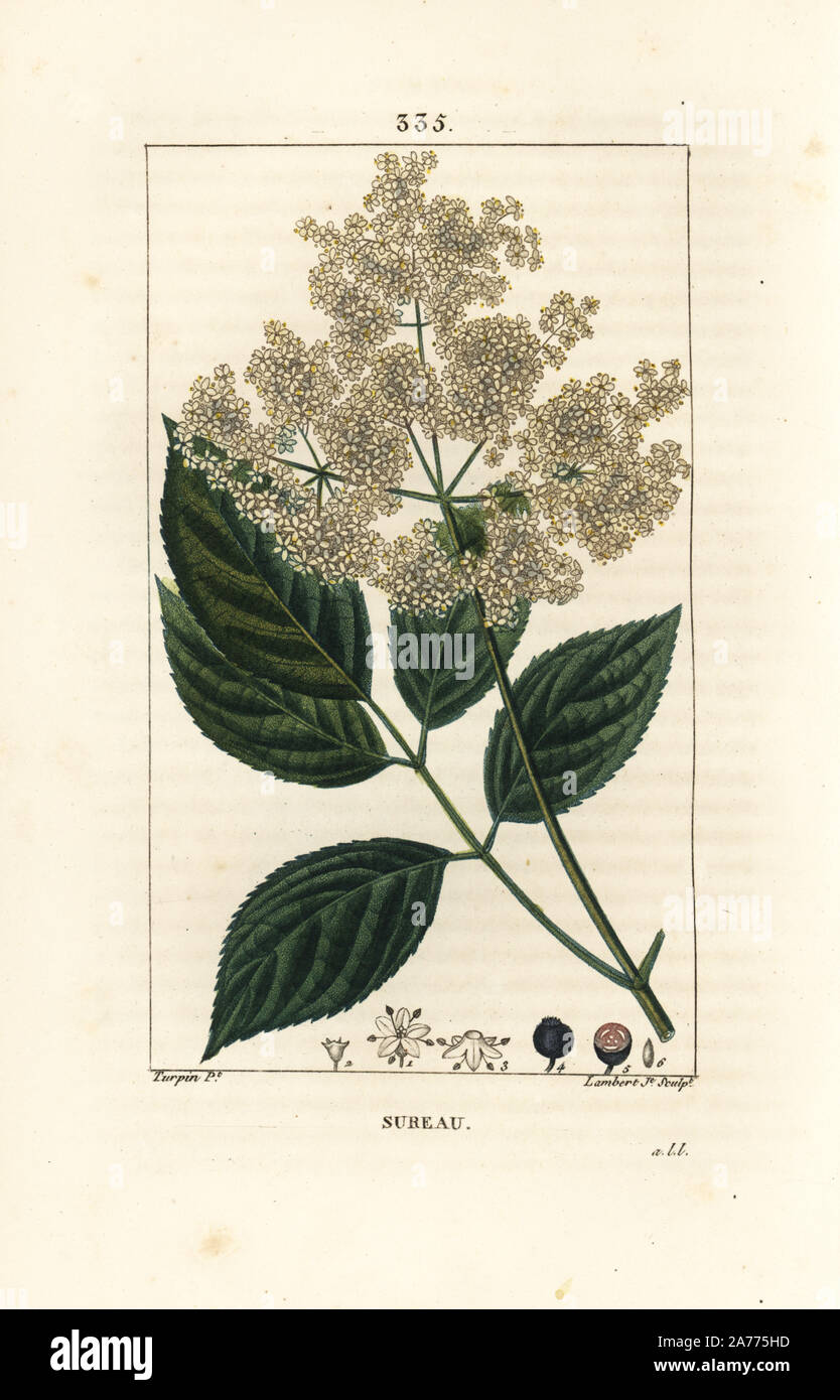 Gemeinsame Holunder, Sambucus nigra. Papierkörbe Walze Kupferstich von Lambert Junior aus einer Zeichnung von Pierre Jean-Francois Turpin von Chaumeton, Poiret und Chamberet "La Flore Medicale", Paris, Panckoucke, 1830. Turpin (17751840) war eine der drei Giganten der Französischen botanische kunst der Ära neben Pierre Joseph Redoute und Pancrace Bessa. Stockfoto