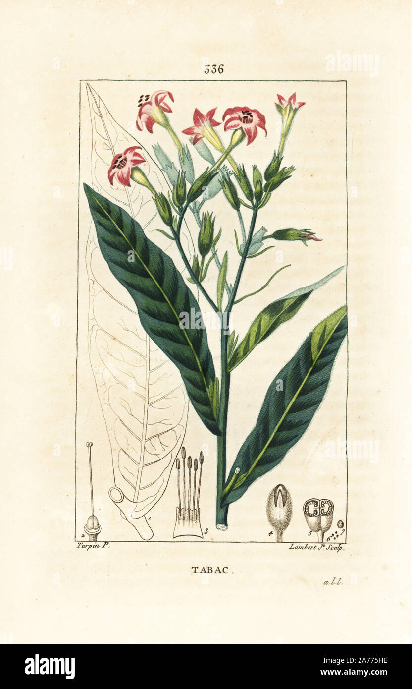 Tabak Nicotiana Firma. Papierkörbe Walze Kupferstich von Lambert Junior aus einer Zeichnung von Pierre Jean-Francois Turpin von Chaumeton, Poiret und Chamberet "La Flore Medicale", Paris, Panckoucke, 1830. Turpin (17751840) war eine der drei Giganten der Französischen botanische kunst der Ära neben Pierre Joseph Redoute und Pancrace Bessa. Stockfoto