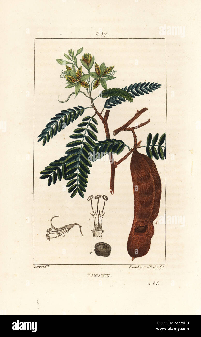 Tamarinde, Tamarindus Indica, shwoing Blume, Blatt, und Seedpod. Papierkörbe Walze Kupferstich von Lambert Junior aus einer Zeichnung von Pierre Jean-Francois Turpin von Chaumeton, Poiret und Chamberet "La Flore Medicale", Paris, Panckoucke, 1830. Turpin (17751840) war eine der drei Giganten der Französischen botanische kunst der Ära neben Pierre Joseph Redoute und Pancrace Bessa. Stockfoto