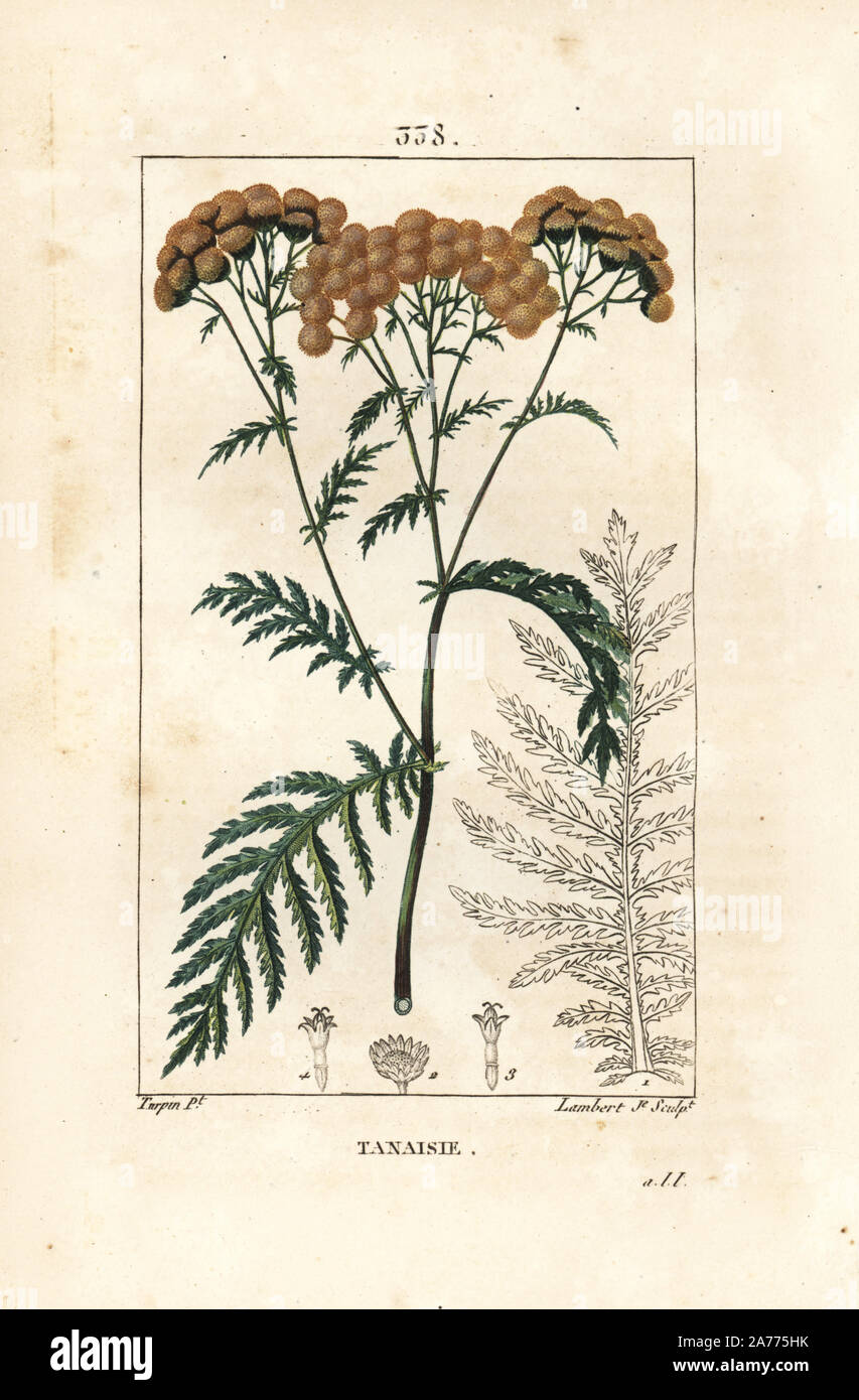 Rainfarn, Tanacetum vulgare. Papierkörbe Walze Kupferstich von Lambert Junior aus einer Zeichnung von Pierre Jean-Francois Turpin von Chaumeton, Poiret und Chamberet "La Flore Medicale", Paris, Panckoucke, 1830. Turpin (17751840) war eine der drei Giganten der Französischen botanische kunst der Ära neben Pierre Joseph Redoute und Pancrace Bessa. Stockfoto