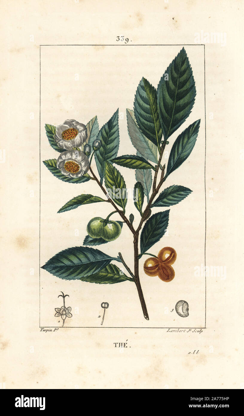 Tee, Camellia sinensis, Blatt, Frucht und Blume. Papierkörbe Walze Kupferstich von Lambert Junior aus einer Zeichnung von Pierre Jean-Francois Turpin von Chaumeton, Poiret und Chamberet "La Flore Medicale", Paris, Panckoucke, 1830. Turpin (17751840) war eine der drei Giganten der Französischen botanische kunst der Ära neben Pierre Joseph Redoute und Pancrace Bessa. Stockfoto