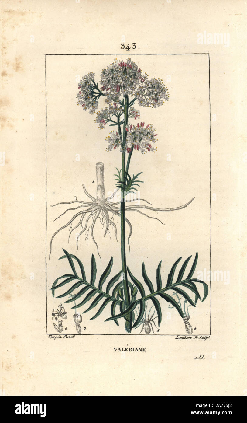 Baldrian, Valeriana officinalis, mit Blumen, Blätter, Stängel und Wurzeln. Papierkörbe Walze Kupferstich von Lambert Junior aus einer Zeichnung von Pierre Jean-Francois Turpin von Chaumeton, Poiret und Chamberet "La Flore Medicale", Paris, Panckoucke, 1830. Turpin (17751840) war eine der drei Giganten der Französischen botanische kunst der Ära neben Pierre Joseph Redoute und Pancrace Bessa. Stockfoto