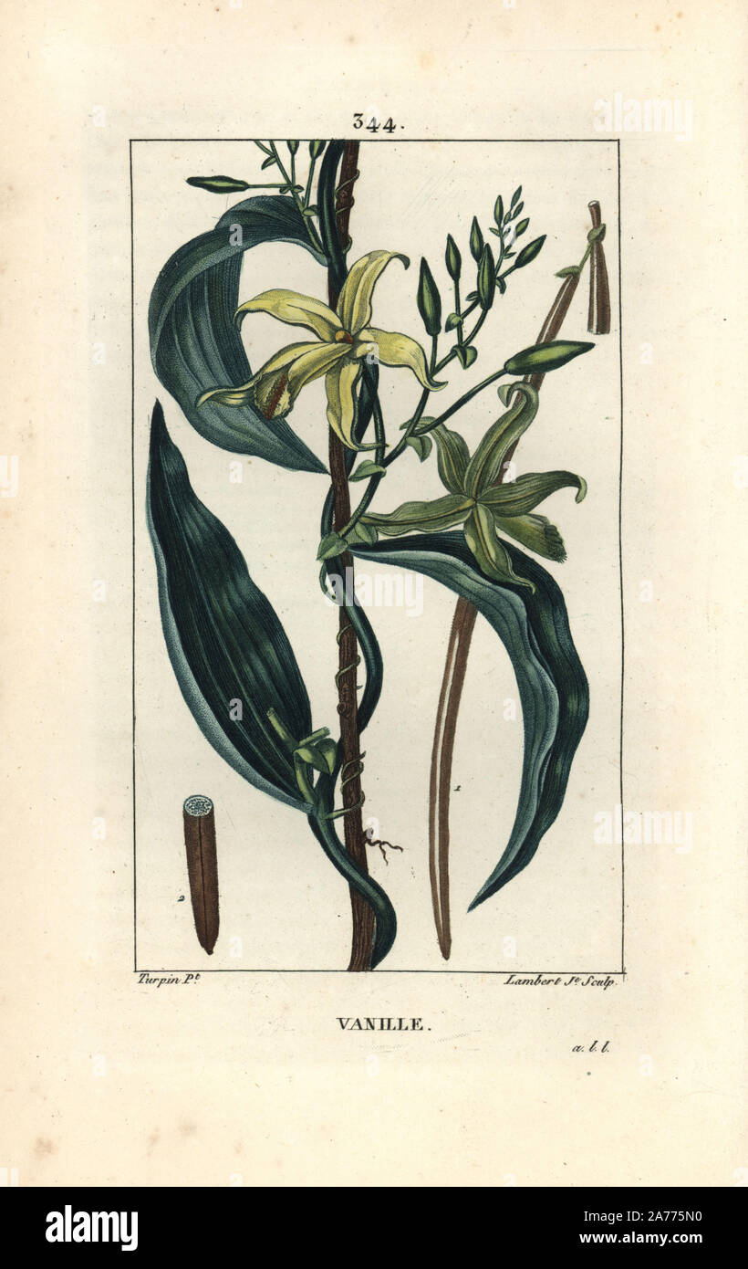 Vanille Orchidee, Epidendron Vanille, mit Blume, Blatt, SEEDPOD. Papierkörbe Walze Kupferstich von Lambert Junior aus einer Zeichnung von Pierre Jean-Francois Turpin von Chaumeton, Poiret und Chamberet "La Flore Medicale", Paris, Panckoucke, 1830. Turpin (1775~1840) war eine der drei Giganten der Französischen botanische kunst der Ära neben Pierre Joseph Redoute und Pancrace Bessa. Stockfoto