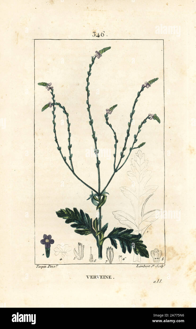Vervain, Verbena officinalis. Papierkörbe Walze Kupferstich von Lambert Junior aus einer Zeichnung von Pierre Jean-Francois Turpin von Chaumeton, Poiret und Chamberet "La Flore Medicale", Paris, Panckoucke, 1830. Turpin (17751840) war eine der drei Giganten der Französischen botanische kunst der Ära neben Pierre Joseph Redoute und Pancrace Bessa. Stockfoto