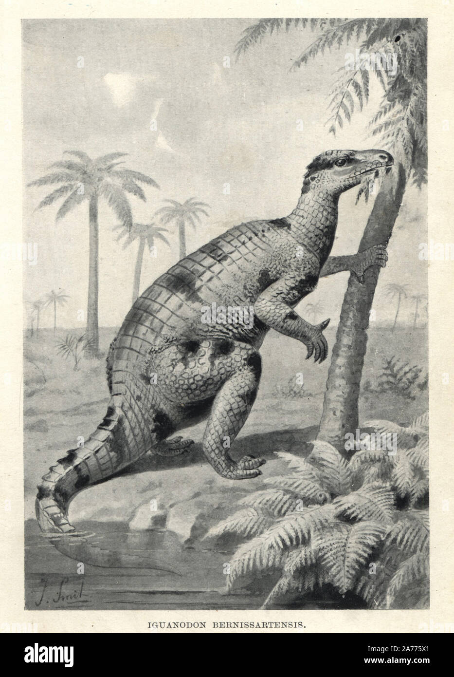 Iguanodon bernissartensis. Illustration von J. Smit von H. N. Hutchinson's 'ausgestorbenen Monster und Kreaturen von anderen Tagen", Chapman und Hall, London, 1894. Stockfoto