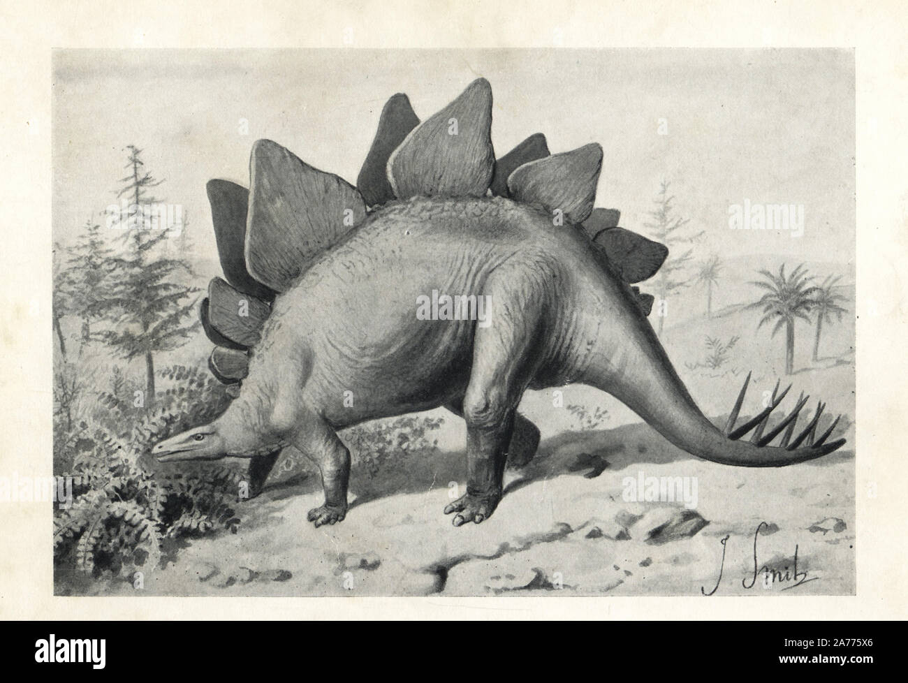 Stegosaurus ungulatus, dubiose Arten vielleicht Stegosaurus armatus, Jurassic Ära, Nordamerika. Illustration von J. Smit von H. N. Hutchinson's 'ausgestorbenen Monster und Kreaturen von anderen Tagen", Chapman und Hall, London, 1894. Stockfoto