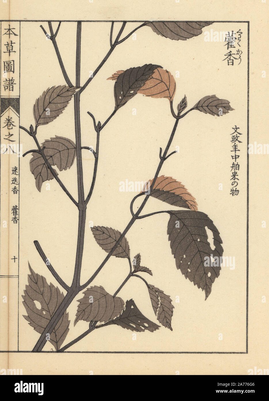 Lophanthus sp. Farbe gedruckten Holzschnitt Kupferstich von Kan'en Iwasaki von "Honzo Zufu", eine illustrierte Anleitung zu Heilpflanzen, Japan, 1884. Iwasaki (1786-1842) war ein japanischer Botaniker, Entomologe und Zoologe. Er war einer der ersten japanischen Botaniker westlichen Wissens in seine Studien zu integrieren. Stockfoto