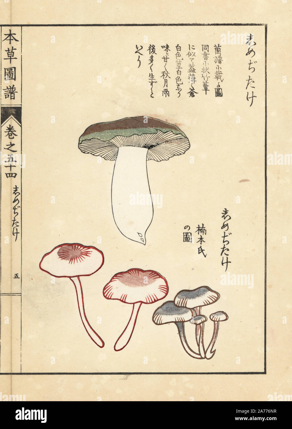 Shimejitake Pilze. Papierkörbe Holzschnitt von Iwasaki Kan'en "Honzo Zufu" (Illustrierte Anleitung an den Pflanzen), Japan, 1916. Stockfoto