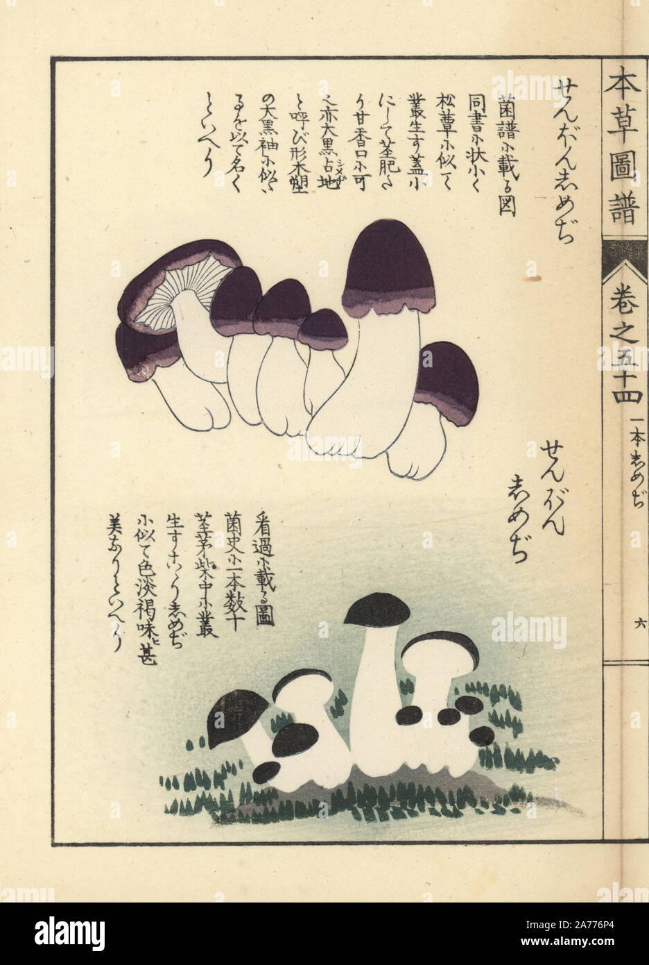 Zenbon shimeji Pilze, Tricholoma pes-caprae. Papierkörbe Holzschnitt von Iwasaki Kan'en "Honzo Zufu" (Illustrierte Anleitung an den Pflanzen), Japan, 1916. Stockfoto