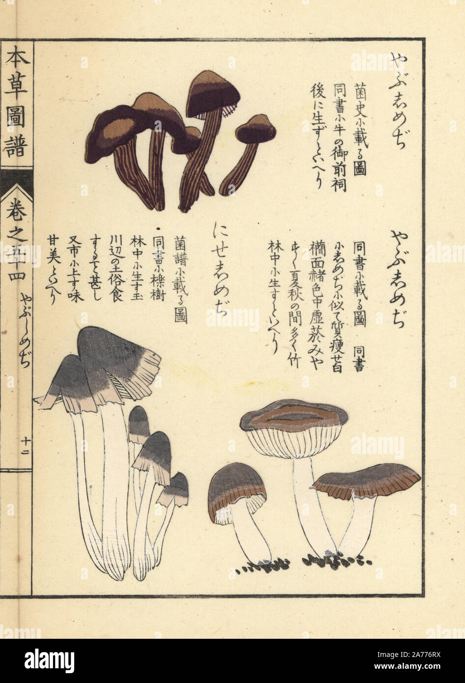 Niseshimeji Yabushimeji und Pilze. Papierkörbe Holzschnitt von Iwasaki Kan'en "Honzo Zufu" (Illustrierte Anleitung an den Pflanzen), Japan, 1916. Stockfoto