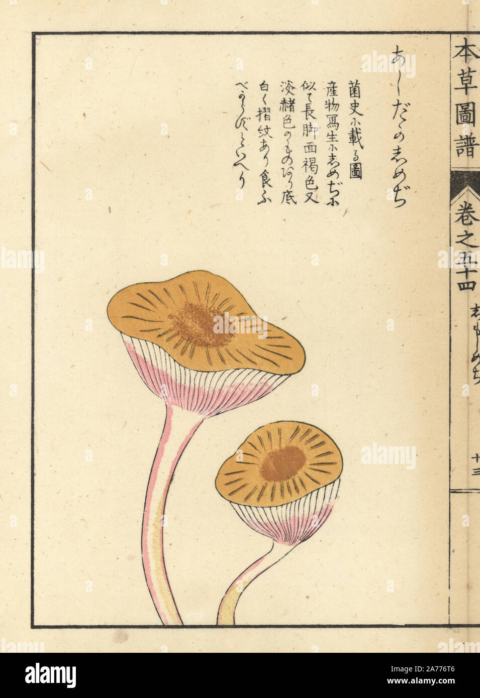 Ashitaka Shimeji Pilz. Papierkörbe Holzschnitt von Iwasaki Kan'en "Honzo Zufu" (Illustrierte Anleitung an den Pflanzen), Japan, 1916. Stockfoto