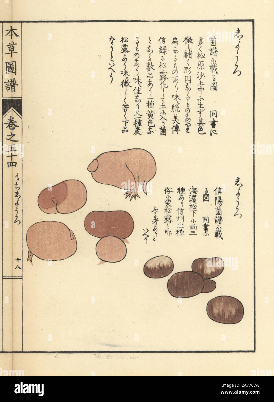 Shiyouro Pilze, Rhizopogon rubescens. Papierkörbe Holzschnitt von Iwasaki Kan'en "Honzo Zufu" (Illustrierte Anleitung an den Pflanzen), Japan, 1916. Stockfoto