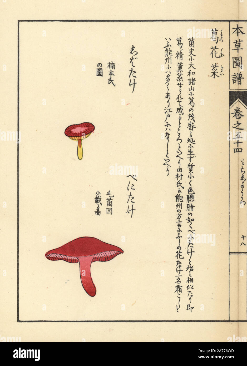 Benitake Shibatake und Pilze. Papierkörbe Holzschnitt von Iwasaki Kan'en "Honzo Zufu" (Illustrierte Anleitung an den Pflanzen), Japan, 1916. Stockfoto