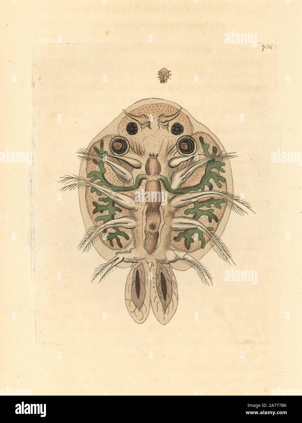 Wasserfloh, Cyclops cyprinaceus, Unterseite unter einem Mikroskop vergrößert. Abbildung gezeichnet und von Richard Polydore Nodder eingraviert. Papierkörbe Kupferstich von George Shaw und Frederick nodder's" des Naturforschers Miscellany", London, 1805. Stockfoto