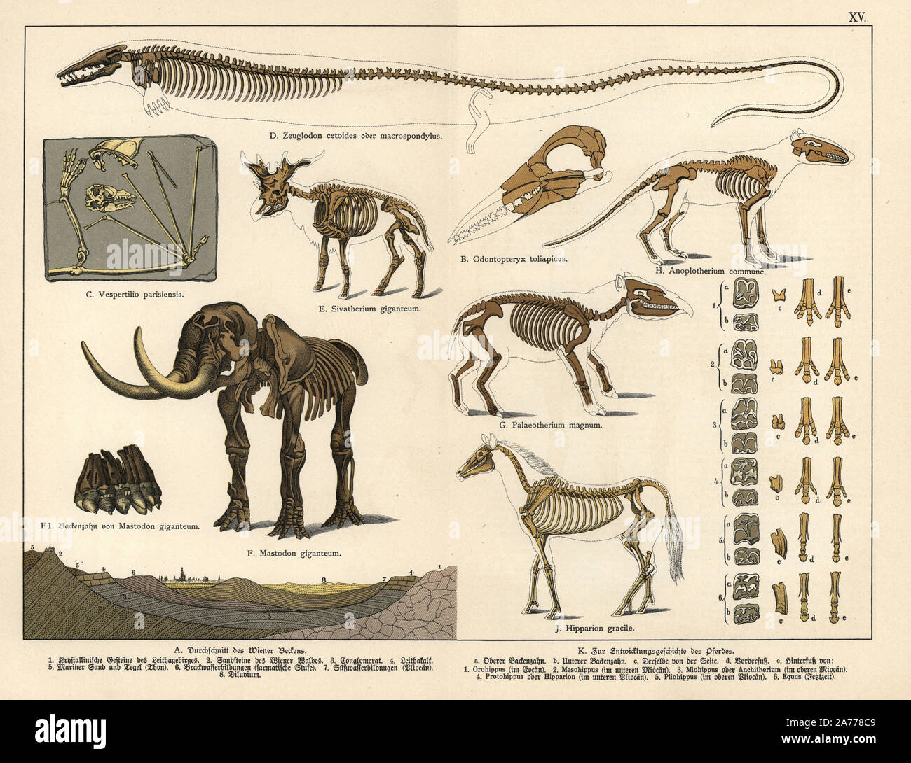 Fossiler Skelette ausgestorbener bat Cuvierimops parisiensis (Vespertilio parisiensis), aquatische carnivore Basilosaurus cetoides (Zeuglodon cetoides), giraffid Sivatherium giganteum, American Mastodon, Mammut americanum (Mastodon giganteum), Vogel (Odontopteryx Dasornis toliapica Paleotherium toliapicus), Magnum, Anoplotherium Kommune, Pferd Hipparion grazil. Chromolithograph von Dr. P. Die Rolle' Geologie und Paläontologie" in Gotthilf Heinrich von Schubert's "Naturgeschichte", Schreiber, München, 1886. Stockfoto