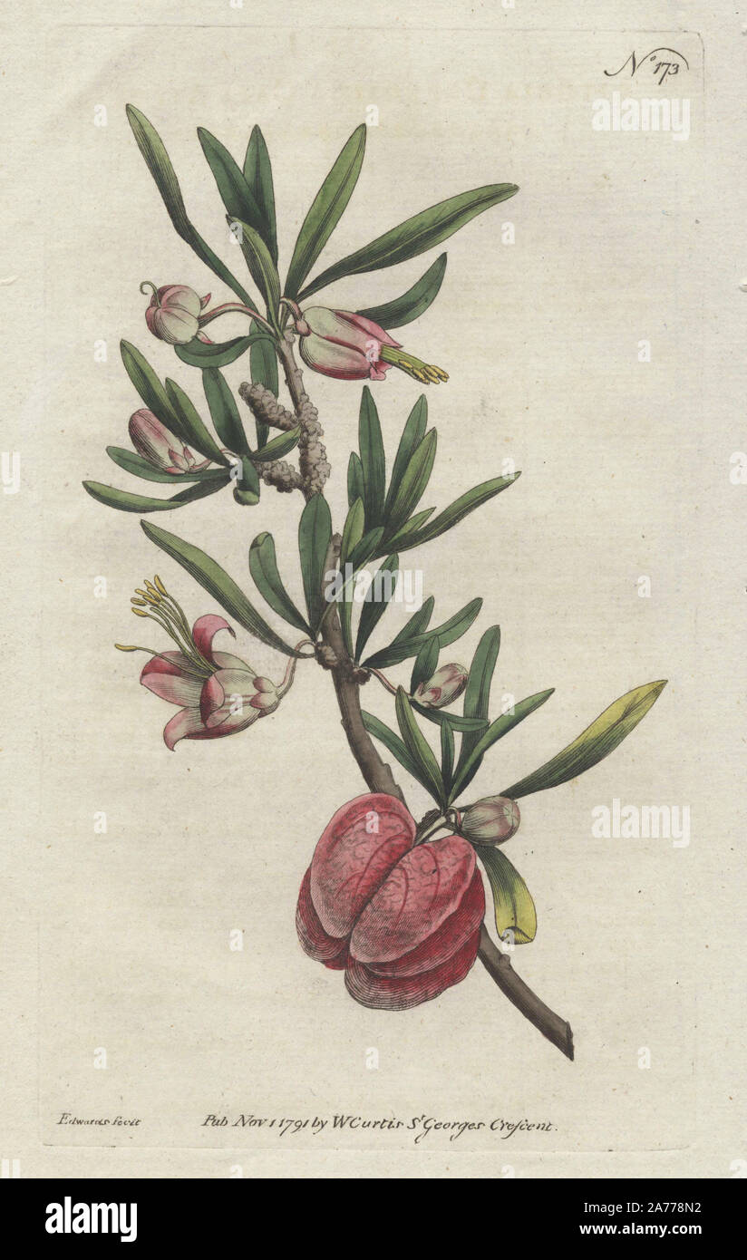 Chinesische Laterne oder Cape aitonia, Nymania capensis (Aitonia capensis). Papierkörbe Kupferstich erstellt und von Sydenham Edwards von William Curtis's Botanical Magazine, graviert, "St. George's Crescent, London, 1791. Stockfoto