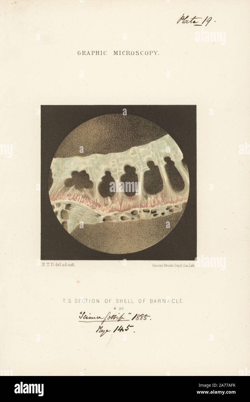 Querschnitt der Hülle eines Barnacle, Balanus sulcatus, vergrößerte x30. Chromolithograph nach einer Illustration von E.T.D., Lithographiert von Vincent Brooks, von 'Grafik Mikroskopie" Platten zu veranschaulichen" hardwicke's Science Klatsch", London, 1865-1885. Stockfoto