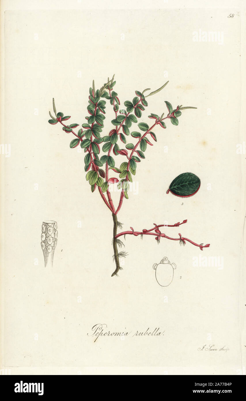 Rot - angepirscht Peperomia, Peperomia Röteln. Papierkörbe Kupferstich von J.Schwan nach einem botanischen Abbildung von William Jackson Hooker aus seinem eigenen "exotische Flora", Blackwood, Edinburgh, 1823. Hooker (1785-1865) war ein englischer Botaniker spezialisiert auf Orchideen und Farne, und war Direktor der Königlichen Botanischen Gärten in Kew von 1841. Stockfoto