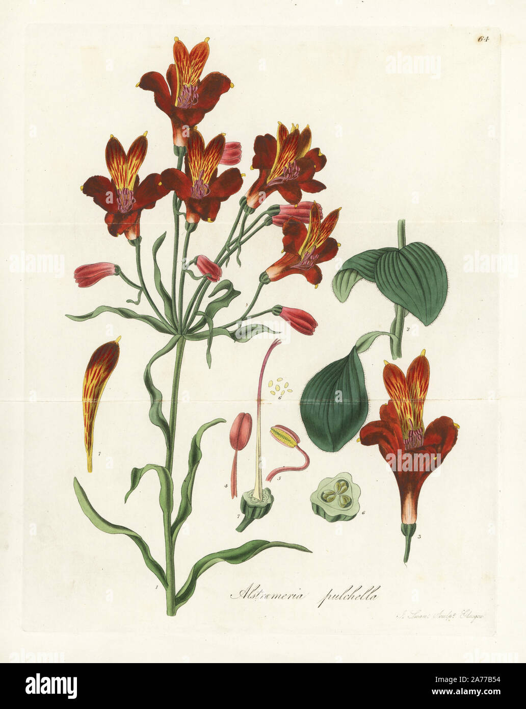 Parrot Lilie oder rot gesprenkelten Blüten Inkalilie, Alstroemeria pulchella. Papierkörbe Kupferstich von J.Schwan nach einem botanischen Abbildung von William Jackson Hooker aus seinem eigenen "exotische Flora", Blackwood, Edinburgh, 1823. Hooker (1785-1865) war ein englischer Botaniker spezialisiert auf Orchideen und Farne, und war Direktor der Königlichen Botanischen Gärten in Kew von 1841. Stockfoto