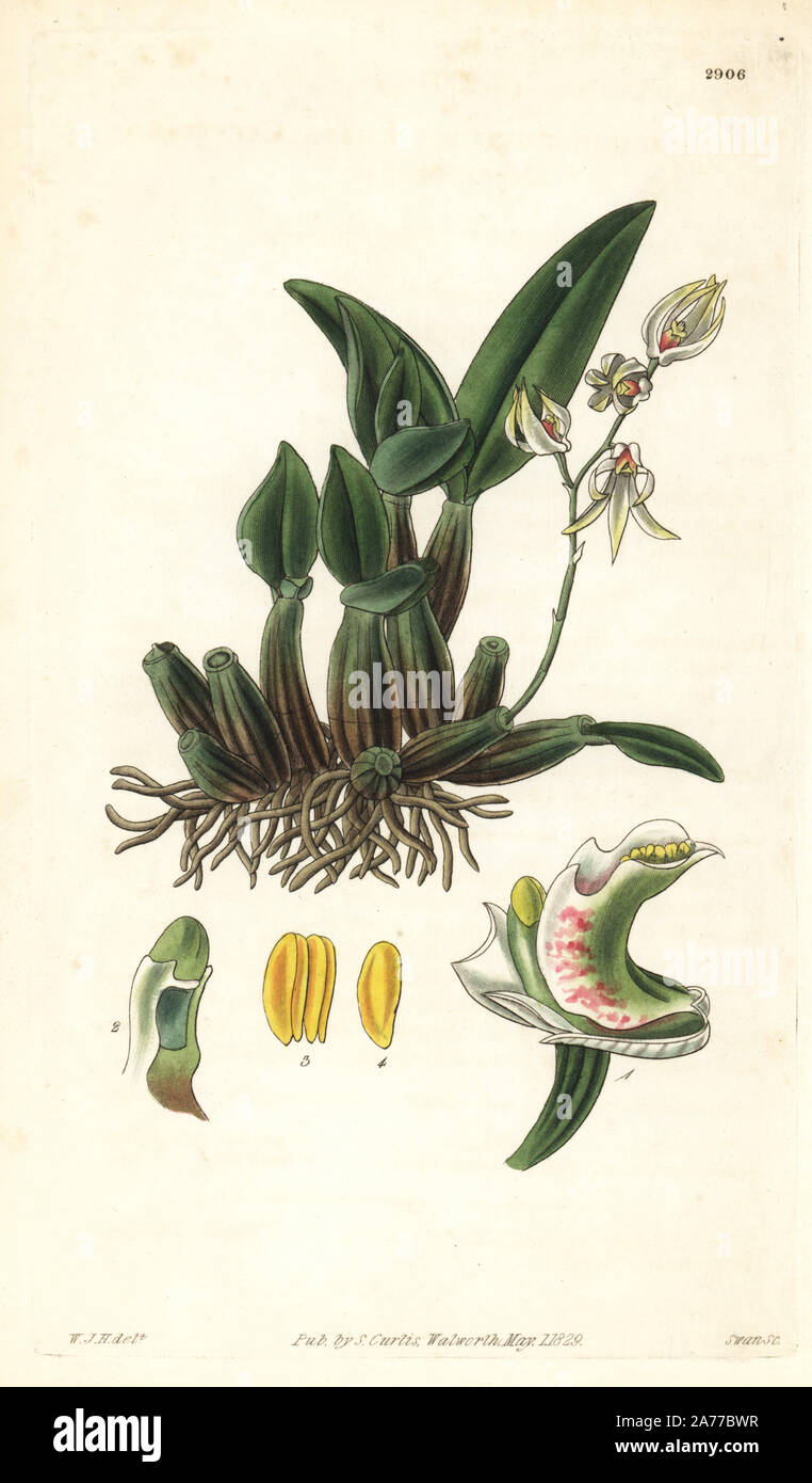 Ironbark Orchidee oder weiße Feder Orchidee, Dendrobium aemulum. In Australien. Papierkörbe Kupferstich von Swan nach einer Illustration von William Jackson Hooker von Samuel Curtis's Botanical Magazine", London, 1829. Stockfoto