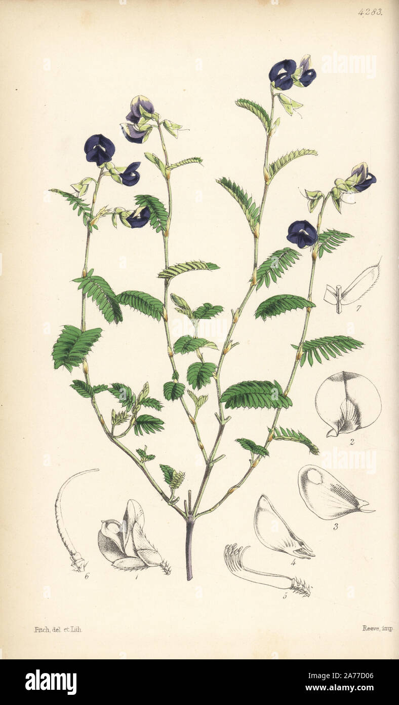 Lila blühenden smithia, Smithia purpurea. Papierkörbe botanischen Abbildung gezeichnet und durch Walter Fitch von Sir William Jackson Hooker's 'Curtis's Botanical Magazine lithographierte", London, 1847. Stockfoto