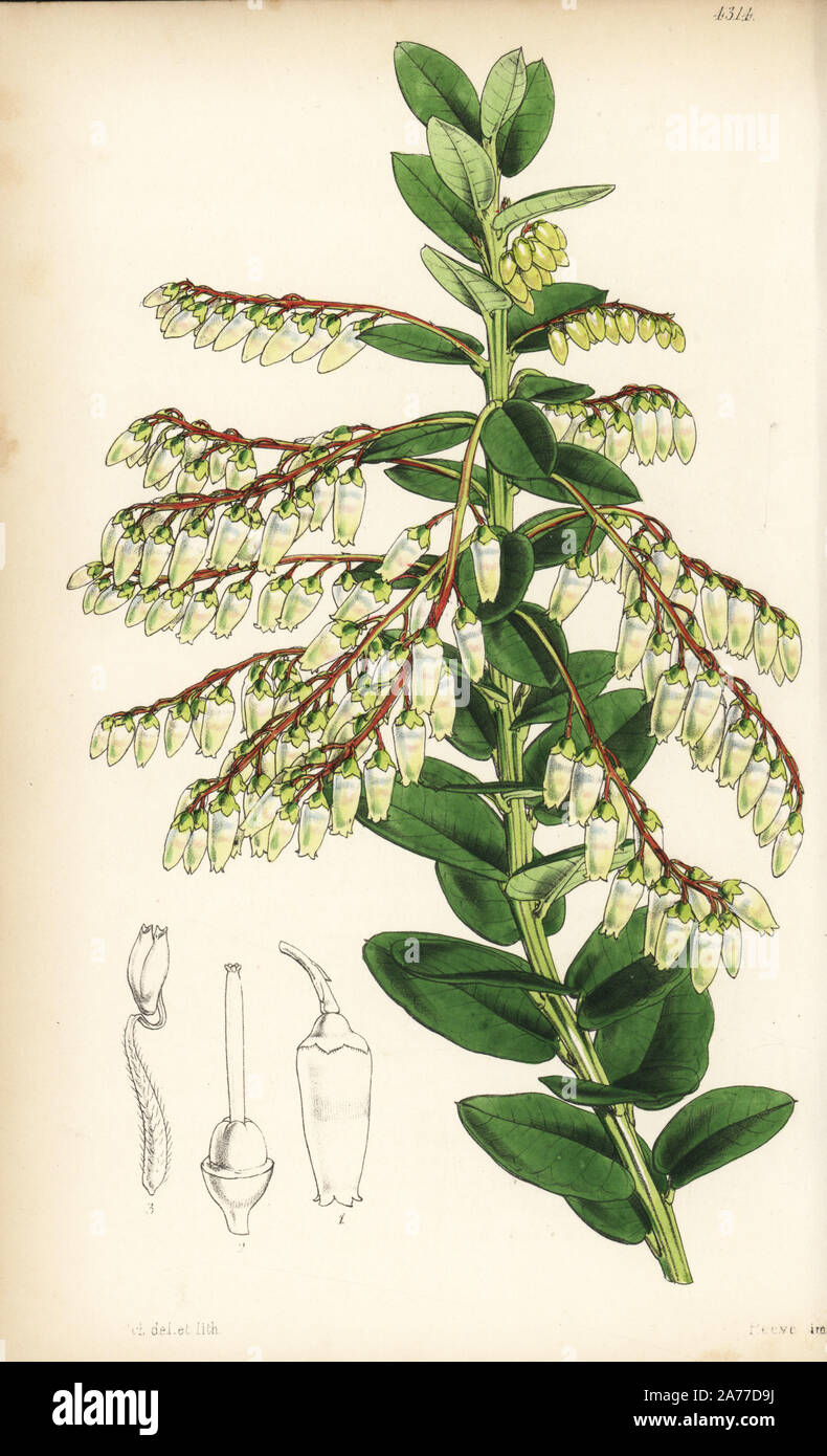 Agarista pulchra, gefährdet (elegante Leucothoe leucothoe, pulchra). Papierkörbe botanischen Abbildung gezeichnet und durch Walter Fitch von Sir William Jackson Hooker's 'Curtis's Botanical Magazine lithographierte", London, 1847. Stockfoto