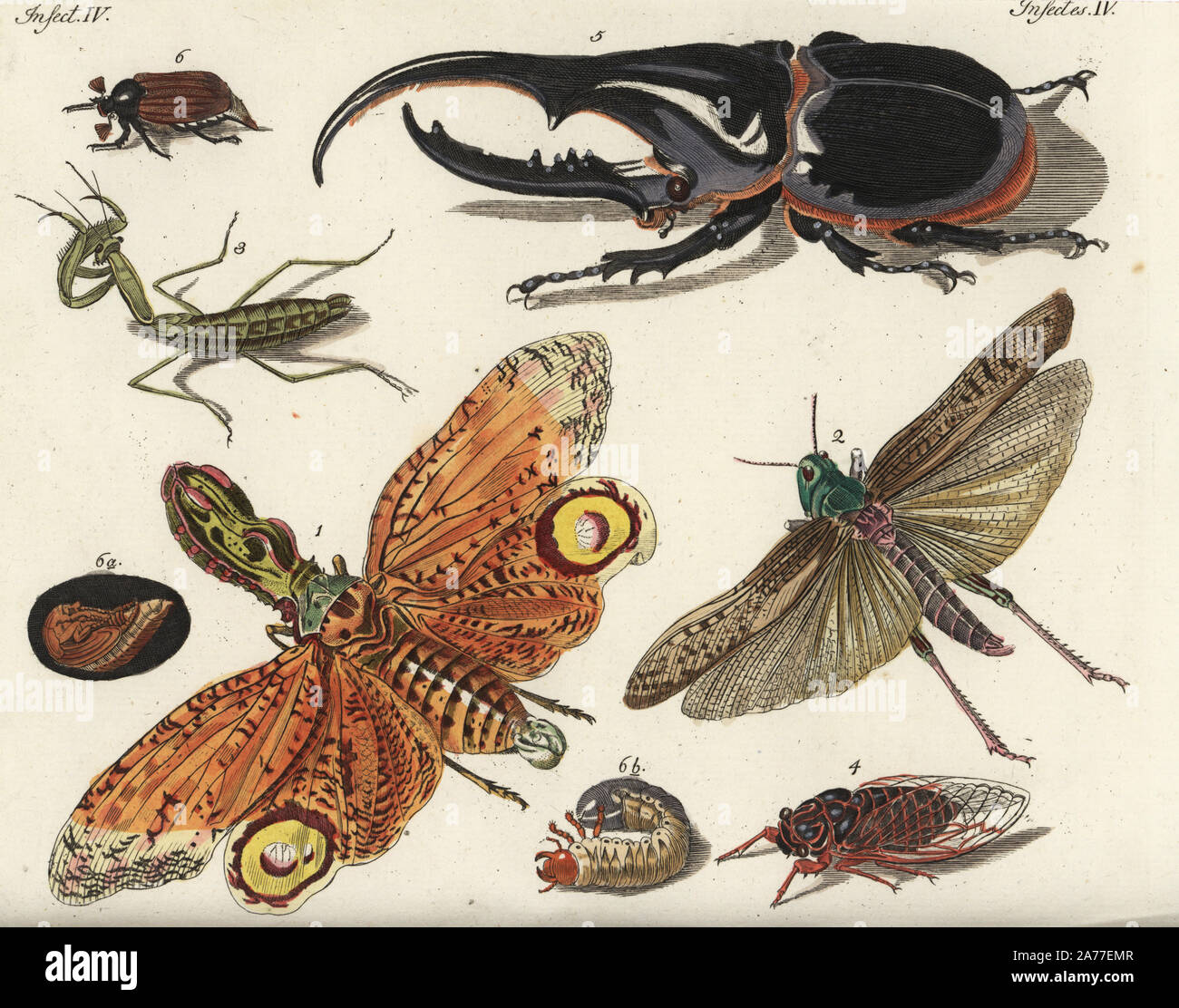 Laterne fliegen, Fulgora laternaria 1, wandernde Heuschrecke, Grilleus migratorius 2, Europäische Gottesanbeterin, Mantis religiosa 3, gemeinsame Zikade, Zikade plebeia 4, Hercules Beetle, Dynastes Hercules 5 und Maikäfer, Melolontha melolontha 6. Papierkörbe Kupferstich von Johann Friedrich Bertuch's Bilderbuch pelz Kinder (Bilderbuch für Kinder), Weimar, 1792. Stockfoto