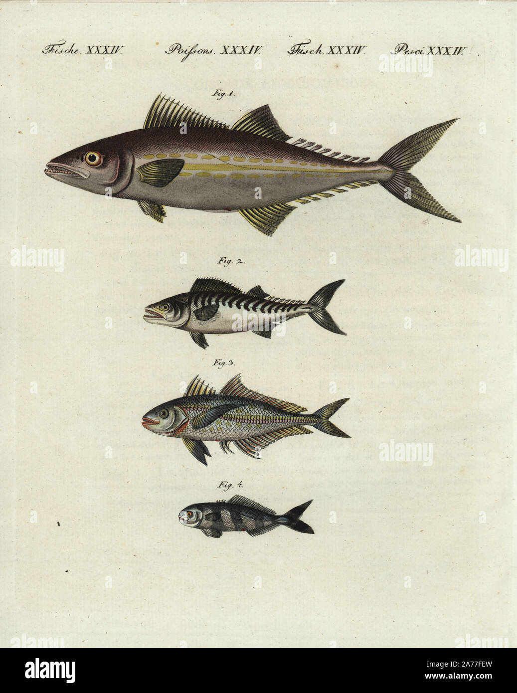 Malte Makrele, regalis 1, Bonito, Sarda sarda 2