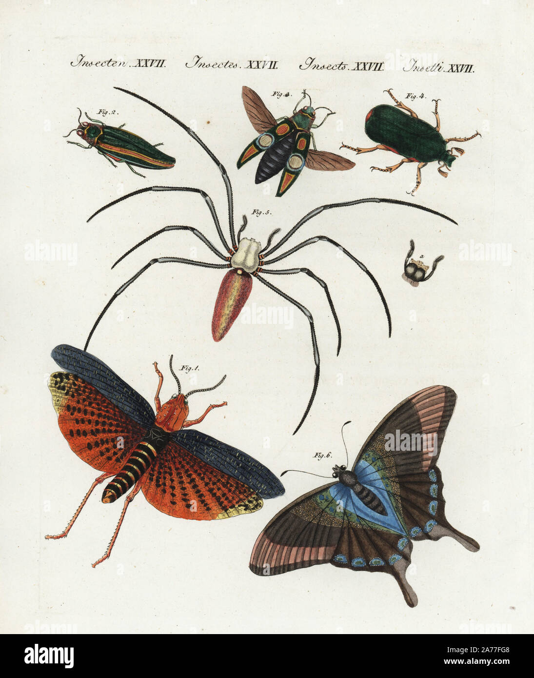 Scarabaeus chinensis Fotos und Bildmaterial in hoher Auflösung Alamy