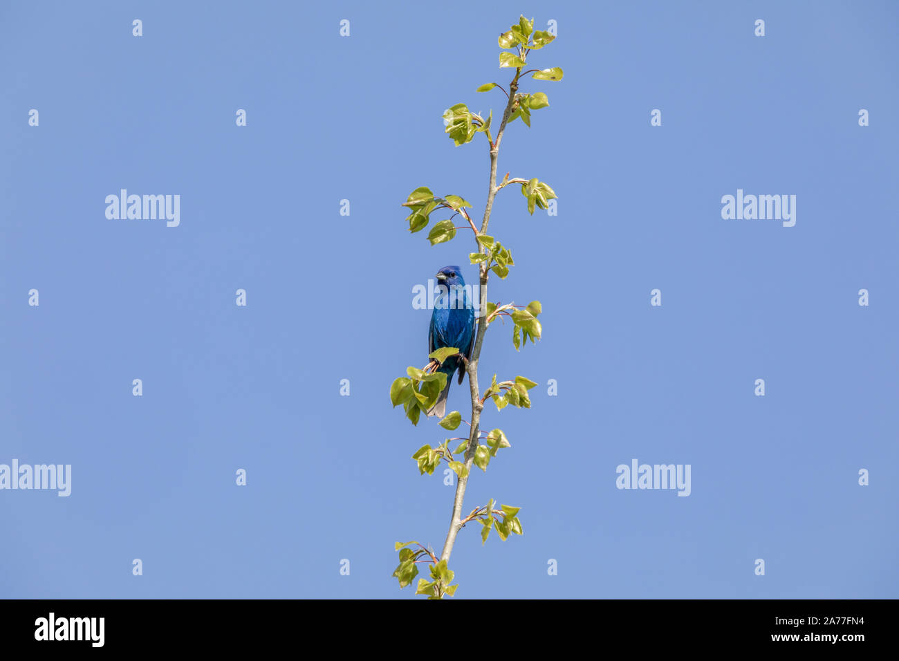 Männliche indigo Bunting thront auf einem Aspen Tree. Stockfoto