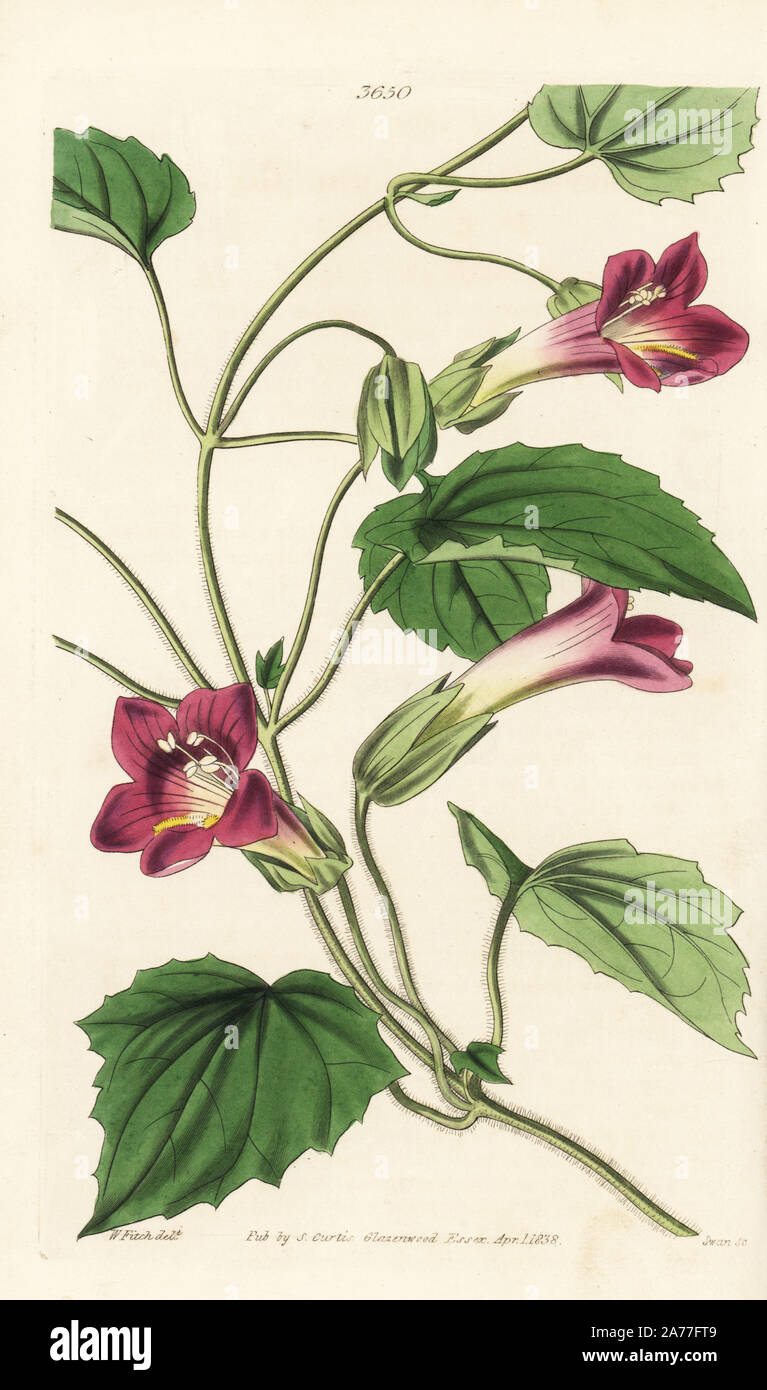 Klettern snapdragon Weinstock, Lophospermum Scandens. Papierkörbe Kupferstich von Schwan nach einem lllustration von Walter Hood Fitch von William Jackson Hooker Botanical Magazine, London, 1838. Stockfoto