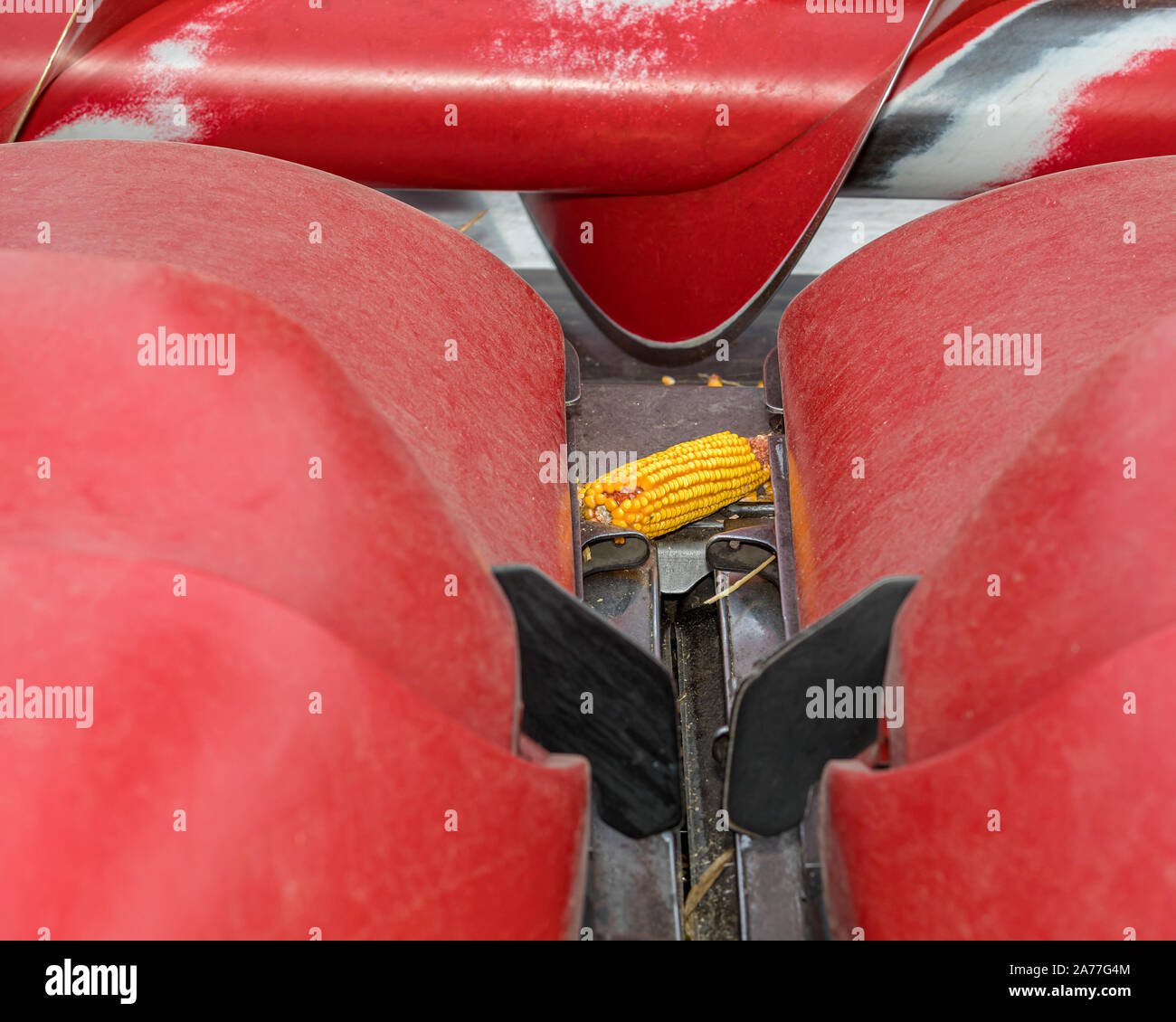 Ähre in Mähdrescher Kopf im Herbst Getreideernte Stockfoto