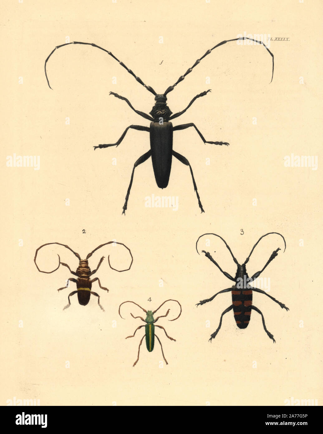 Longhorn Käfer: Große Steinbock Käfer, Cerambyx cerdo (anfällig) 1, Trachyderes succinctus 2, flache Longhorn Käferarten, Ceroplesis capensis 3, Chromalizus Afer 4. Papierkörbe Lithographie von neuen John O. Westwood's Edition von Dru Drury' Illustrationen von exotischen Entomologie", Bohn, London, 1837. Stockfoto