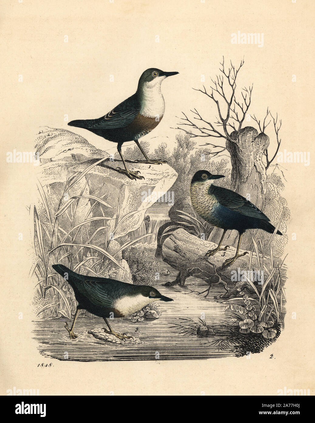 Wasseramsel, Cinclus cinclus. Papierkörbe Lithographie von Carl Hoffmann's Buch der Welt, Stuttgart, 1848. Stockfoto