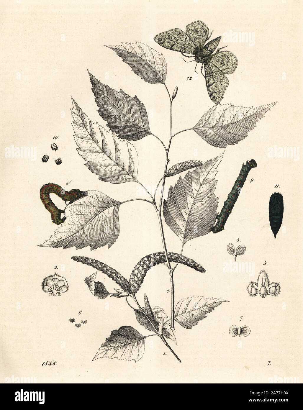 Silber Birke, Betula pendula, gespickt mit Biston betularia, Schmetterling, Raupe und Puppe. Papierkörbe Lithographie von Carl Hoffmann's Buch der Welt, Stuttgart, 1848. Stockfoto