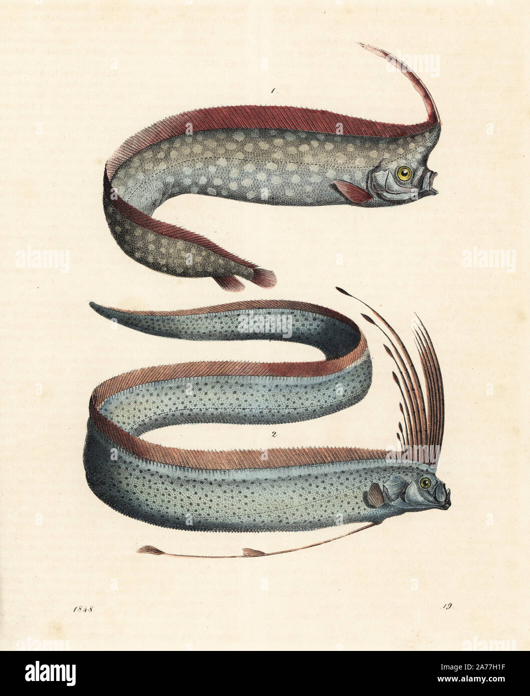 Crested oarfish, Lophotus lacepedei (Lophotes copedianus) und oarfish, Regalecus glesne (Gymnetrus gladius). Papierkörbe Lithographie von Carl Hoffmann's Buch der Welt, Stuttgart, 1848. Stockfoto