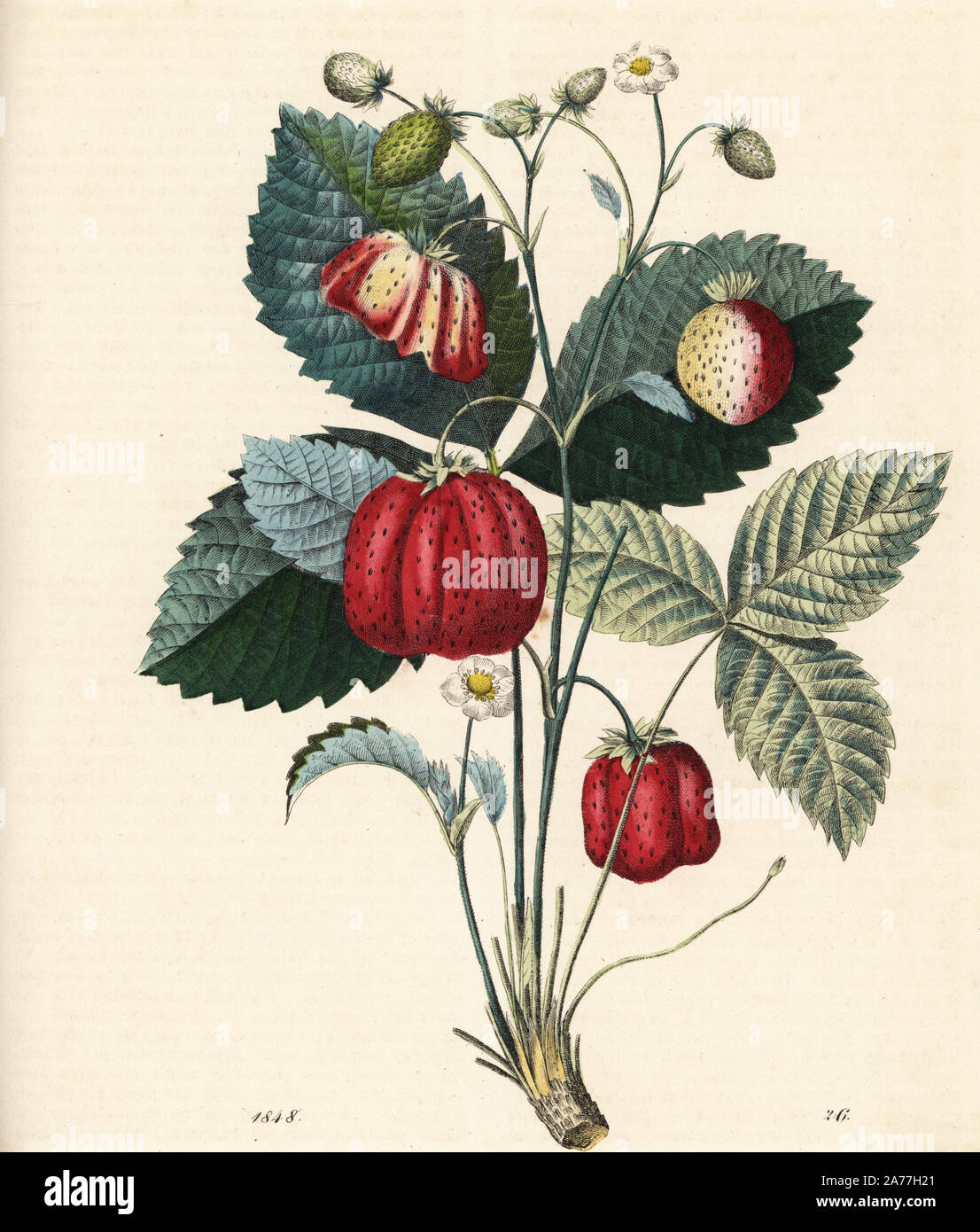 Erdbeere, Fragaria ananassa. Papierkörbe Lithographie von Carl Hoffmann's Buch der Welt, Stuttgart, 1848. Stockfoto