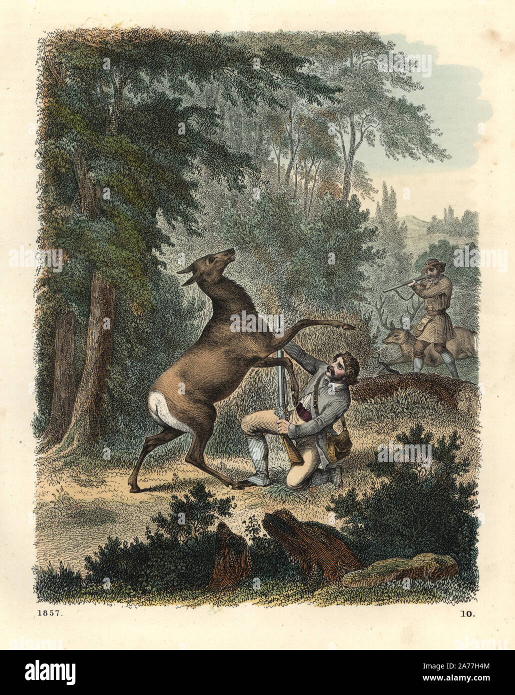 Deutsche Jäger Jagd Hirsch angegriffen durch Doe. Papierkörbe Lithographie von Carl Hoffmann's Buch der Welt, Stuttgart, 1857. Stockfoto