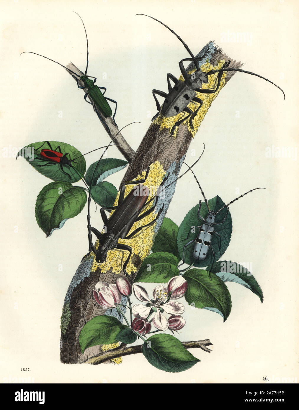 Herophila tristis Käfer 1, super Steinbock Käfer, Cerambyx heros 2, alpenbocks Käfer, Rosalia alpina 3 (gefährdet), Moschus Käfer, Aromia moschata 4 und langen Hörnern, Käfer, Purpuricenus koehleri 5. Papierkörbe Lithographie von Carl Hoffmann's Buch der Welt, Stuttgart, 1857. Stockfoto