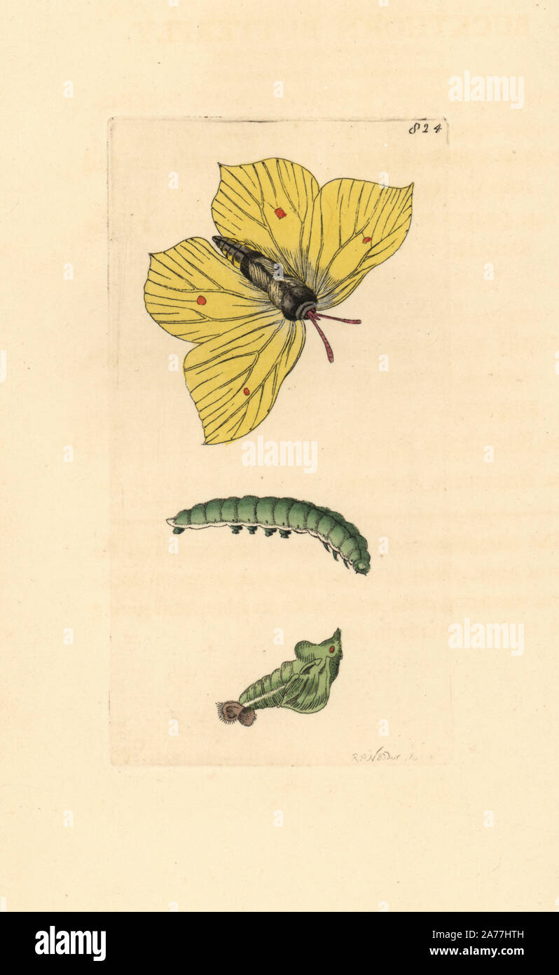 Gemeinsame Zitronenfalter, Gonepteryx rhamni, Raupe und Puppe (Sanddorn Schmetterling, Papilio Rhamni). Abbildung gezeichnet und von Richard Polydore Nodder eingraviert. Papierkörbe Kupferstich von George Shaw und Frederick Nodder Der naturalist's Miscellany, London, 1806. Stockfoto