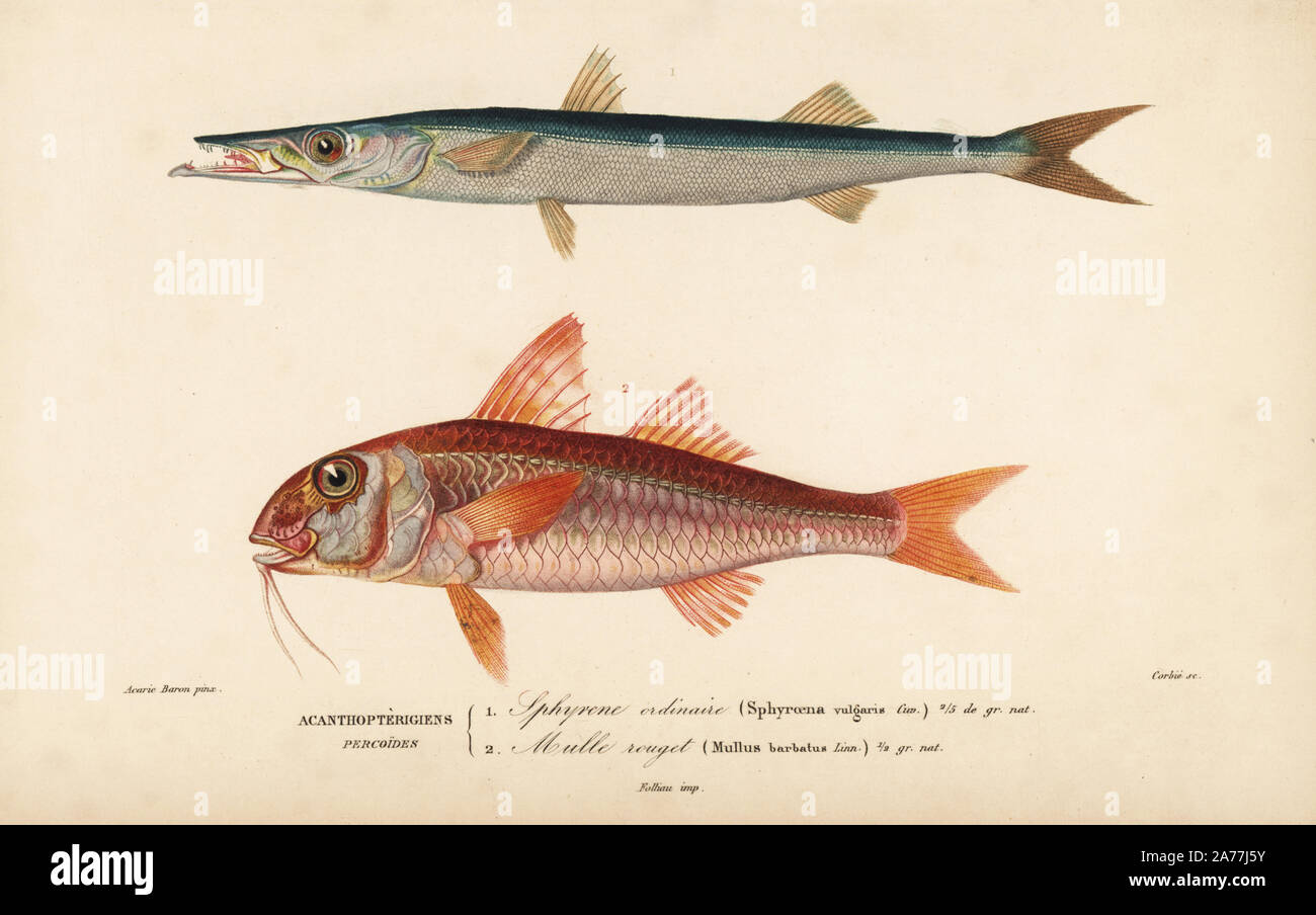 Barracuda, Sphyraena sphyraena, rote Meerbarbe, Mullus barbatus. Papierkörbe Kupferstich von Corbie, nachdem eine Illustration von Acaric Baron von Charles d'Orbigny von 'Dictionnaire Universel d'Histoire Naturelle" (Universal Wörterbuch der Naturgeschichte), Paris, 1849. Stockfoto
