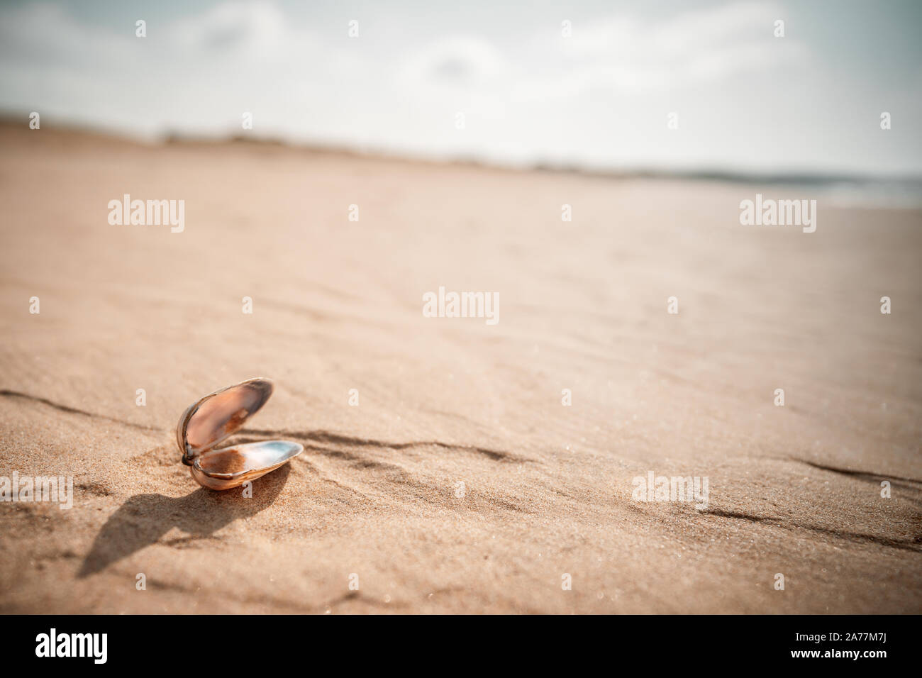 Shell auf dem sandigen Boden in der Wüste Stockfoto