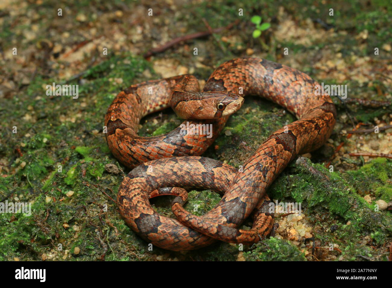 Braun, Lila Kukri Kukri Schlange Schlange, Oligodon purpurascens Stockfoto