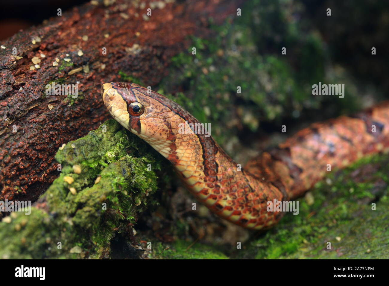 Braun, Lila Kukri Kukri Schlange Schlange, Oligodon purpurascens Stockfoto