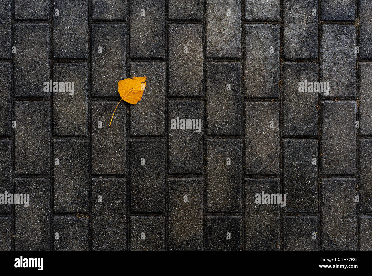 Gelb Herbst Blatt auf nassen Pflastersteine Stockfoto